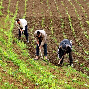 Agence pour le développement agricole : Une enveloppe budgétaire estimée à 436 MDH pour la période 2025-2027