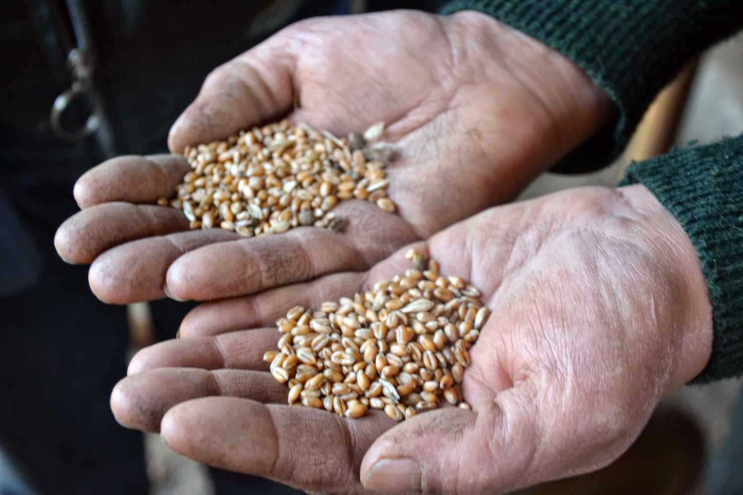 MEKNES: 900 TONNES DE BLÉ DUR IMPROPRES À LA CONSOMMATION MIS SOUS SCELLÉS 1 MEKNES: 900 TONNES DE BLÉ DUR IMPROPRES À LA CONSOMMATION MIS SOUS SCELLÉS