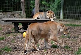 ALLEMAGNE :QUAND CINQ FÉLINS S'ÉVADENT D'UN ZOO 1 ALLEMAGNE :QUAND CINQ FÉLINS S'ÉVADENT D'UN ZOO