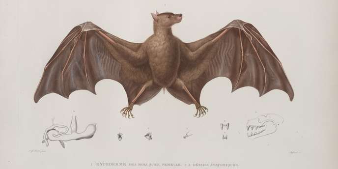 DÉCOUVERTE D’UNE NOUVELLE ESPÈCE DE CHAUVE-SOURIS EXTRÊMEMENT RARE ET VULNÉRABLE AU MAROC