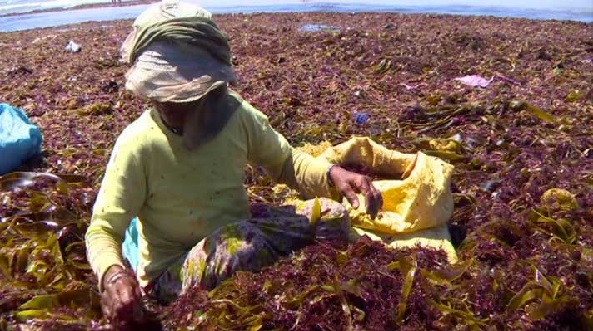 Cueillette des algues marines à El Jadida : Une importante activité génératrice de revenu