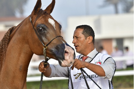 La 15ème édition du Salon du Cheval d’El Jadida a attiré près de 200.000 visiteurs