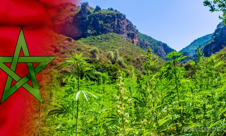 Légalisation du cannabis thérapeutique : vers la création d'un écosystème "sain et pérenne" 1 Légalisation du cannabis thérapeutique : vers la création d'un écosystème "sain et pérenne"