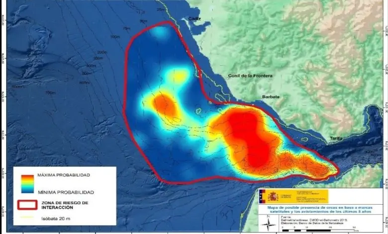 Après avoir fait couler un yacht dans le détroit de Gibraltar, l'Espagne avertit les marins des orques 1 Après avoir fait couler un yacht dans le détroit de Gibraltar, l'Espagne avertit les marins des orques