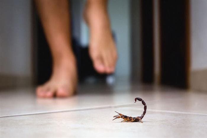 Le poison du scorpion tue une fille avec un zodiaque... et des voix appellent à intensifier les campagnes de sensibilisation