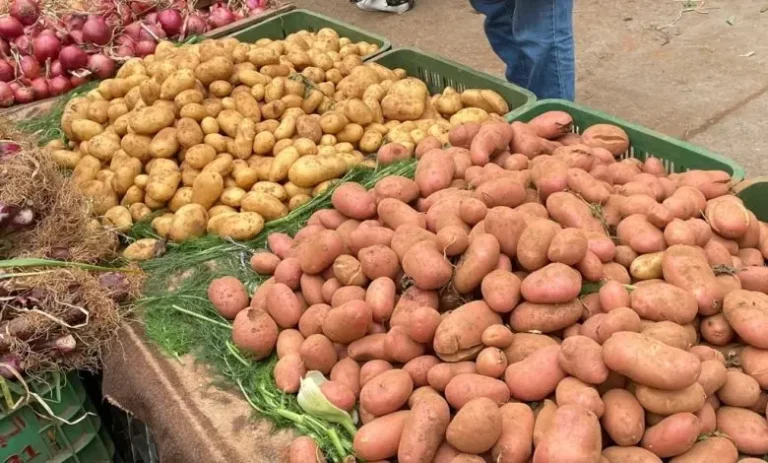 Reprise des exportations d'oignons et de pommes de terre vers l'Afrique... Est-ce que cela va se refléter par une nouvelle hausse des prix ?
