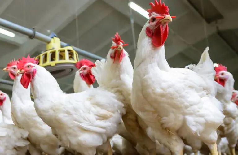 Avec la fin de la saison estivale, les prix du poulet ont enregistré une légère baisse