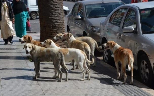 Des chiens errants envahissent Muhammadiyah et ses communautés voisines, au milieu de la négligence des autorités