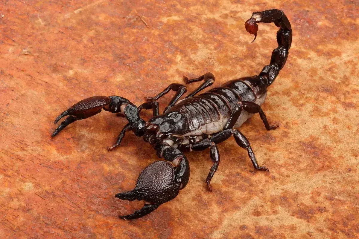 Guelmim : Des piqûres de scorpions tuent deux enfants