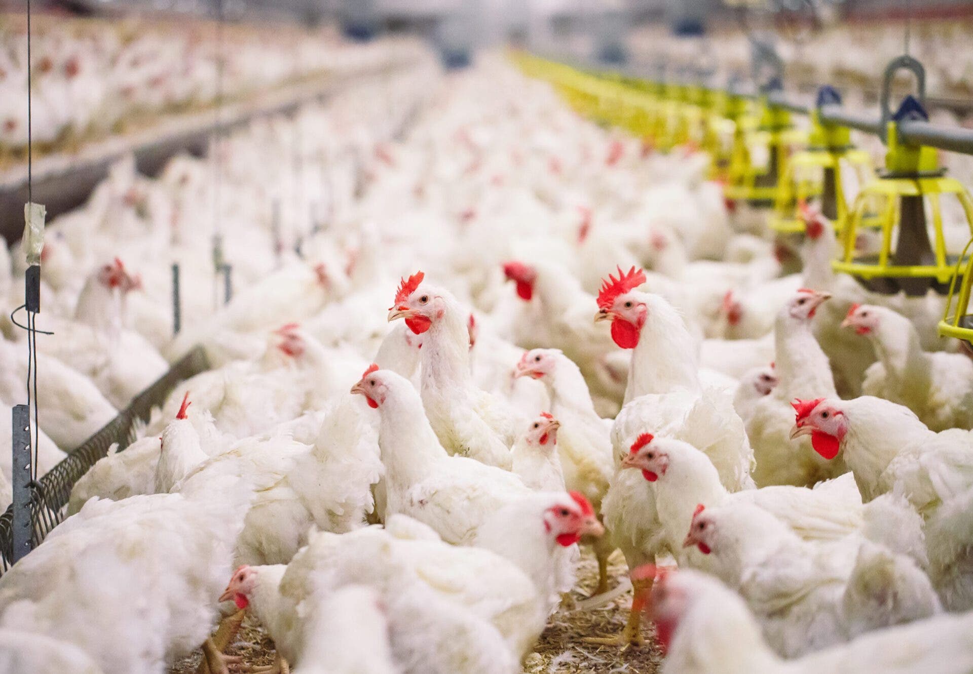 La flambée des prix du poulet arrive au Parlement