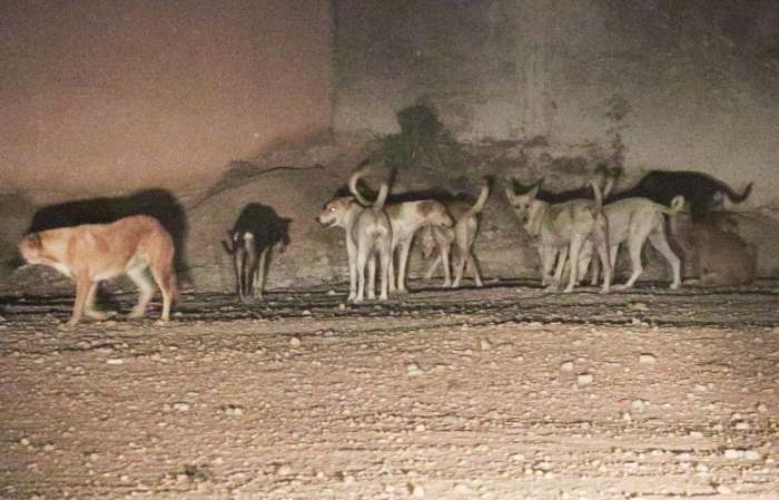 Les chiens errants envahissent les rues et ruelles d’Errachidia