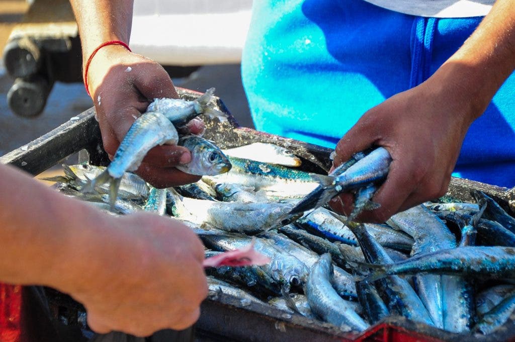 Les prix de la sardine commencent à baisser progressivement à l’approche de la fin de l’été