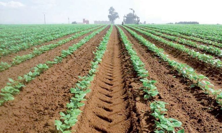 Campagne sucrière 2024/2025 : Cosumar double les superficies cultivées