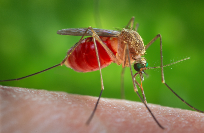 Un nouveau virus dangereux menace le monde !