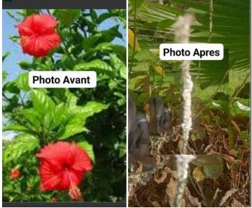 Salé -Abouab sala – Almouhit – Laayayda: La cochenille tue l’hibiscus de tous les quartiers, en l’absence totale du bureau communal d’hygiène.