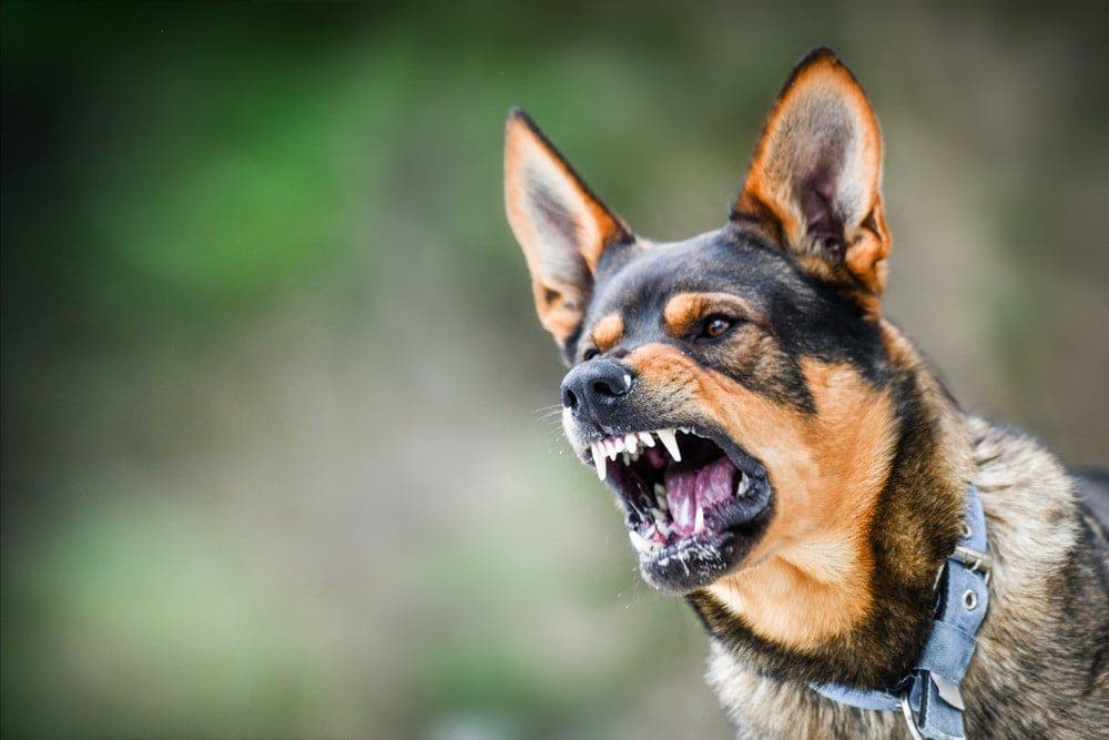 Agadir : Un chien errant attaque une «médecin» et la blesse