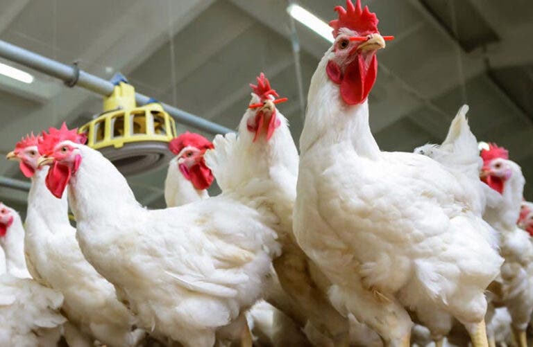 Après avoir été chers pendant des mois, les prix du poulet ont progressivement baissé