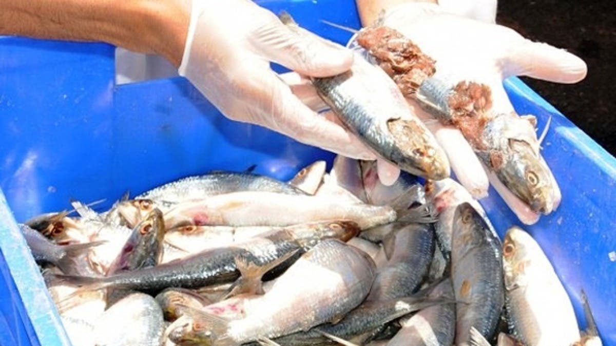 Ashtouka : Saisie de matériaux avariés dans un restaurant de poisson