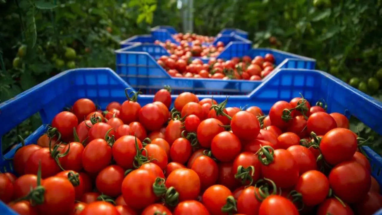 Baisse des exportations marocaines de tomates vers les pays de l’Union européenne