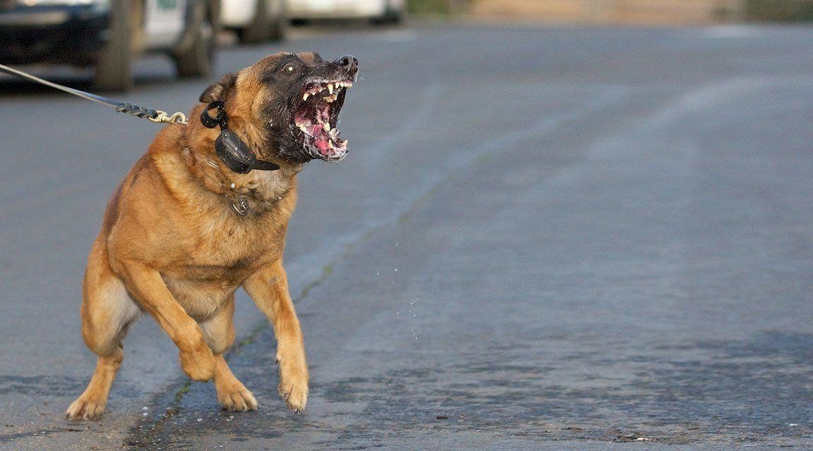 Une morsure de chien errant coûte 5 millions de centimes au trésor municipal d’Agadir