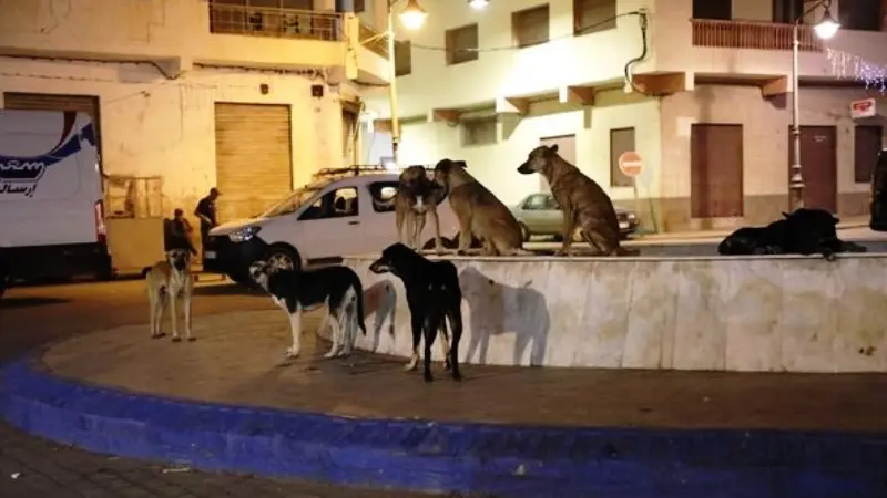 Des chiens errants envahissent les quartiers d’Al Hoceima et sa banlieue