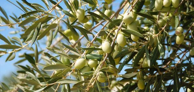 Exige que le gouvernement divulgue ses mesures pour préserver la chaîne de production d’olives