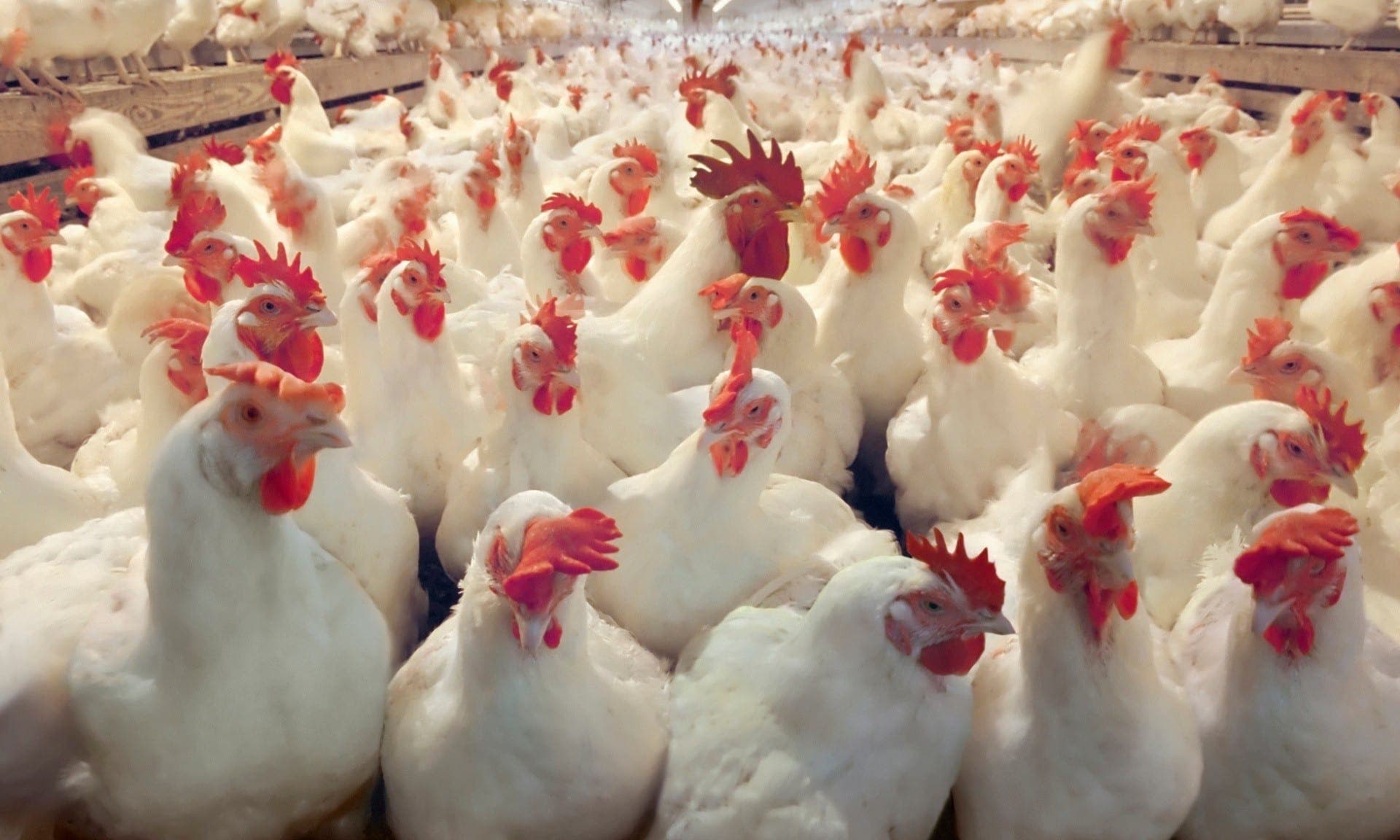 Le prix du poulet s’envole à l’occasion de l’anniversaire du Prophète