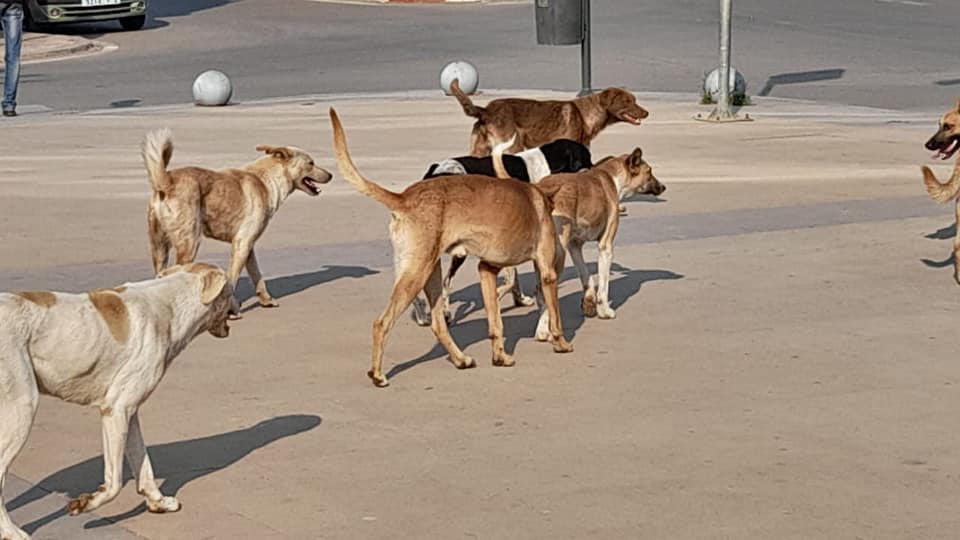 Les chiens errants menacent la sécurité des habitants de Nador et suscitent les craintes des habitants