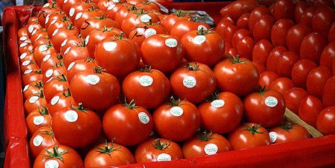 Les tomates marocaines envahissent les marchés britanniques et font perdre la tête à l’Espagne