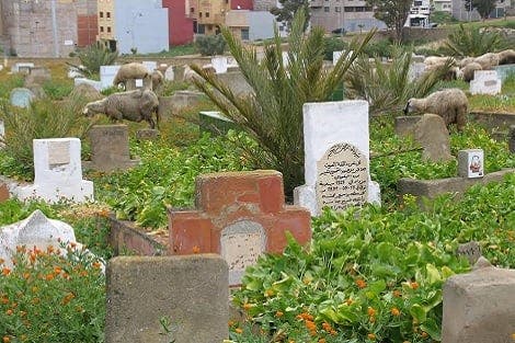 Les visiteurs du cimetière de Settat se plaignent des serpents et des scorpions