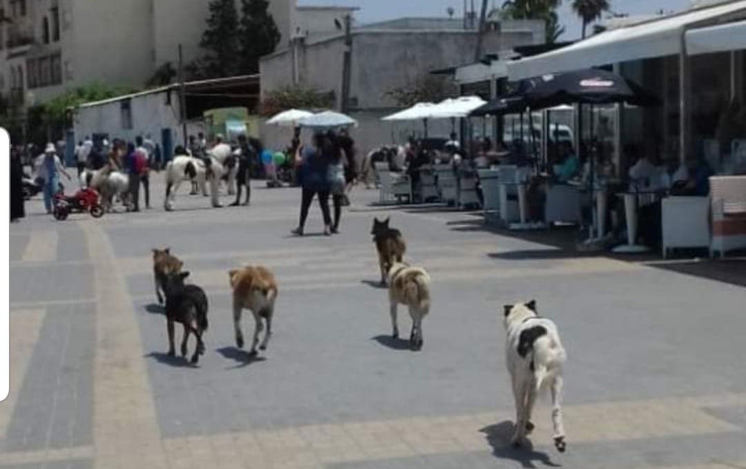 Mules, ânes et chiens envahissent les passants sur la « Corniche » de Mohammedia et les autorités sont en état de sommeil