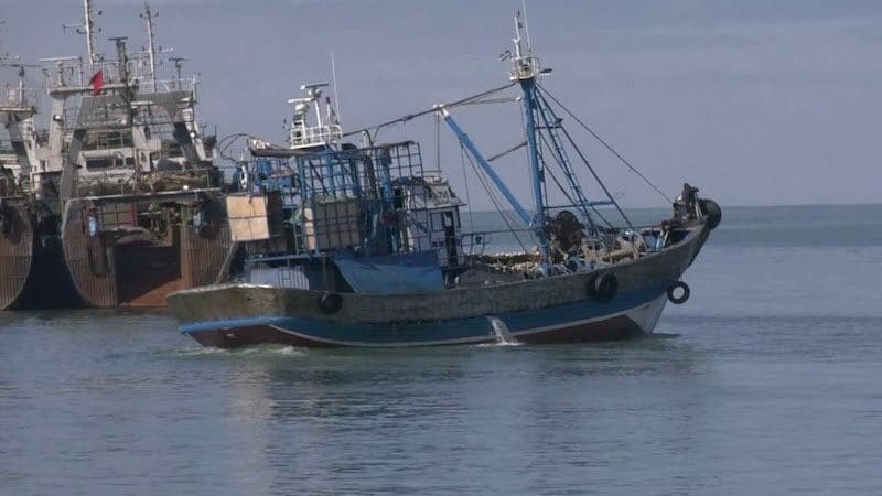 Pour protéger les jeunes poulpes, le Ministère de la Pêche Maritime prend cette mesure