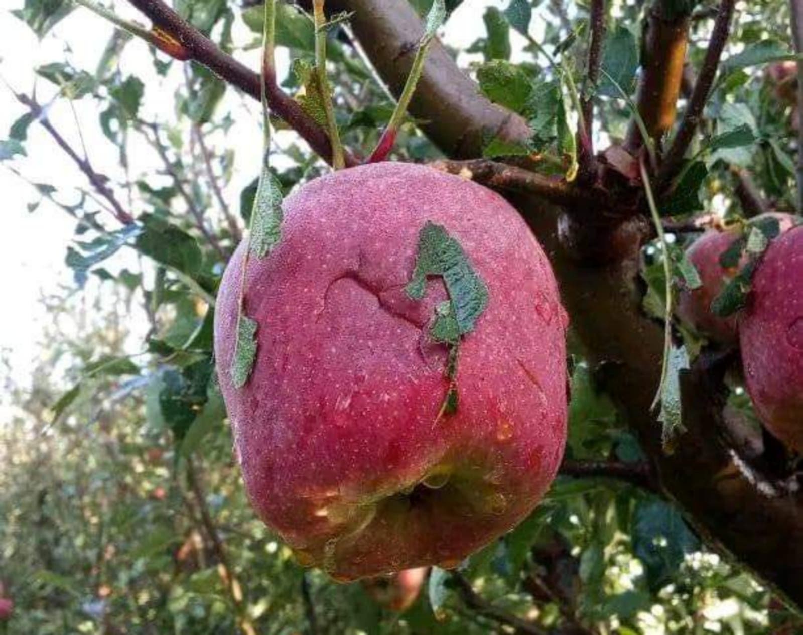 Un orage à Midelt entraîne d’importantes pertes de récoltes de pommes