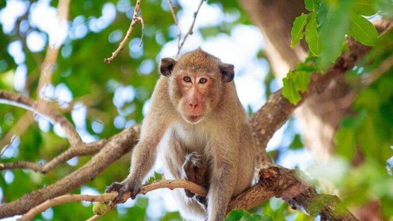 Un singe en voie de disparition a été saisi à Driush