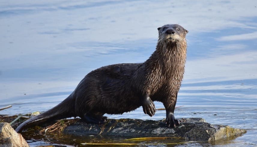 Une mère sauve son enfant à la dernière minute d’une attaque brutale par une loutre d’eau