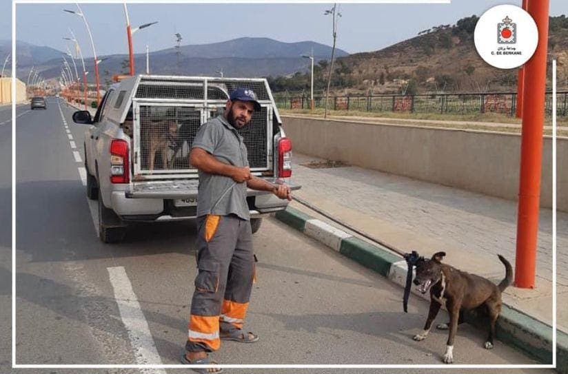 Volcan…une association réclame une enquête sur la disparition de chiens et de chats après leur collecte