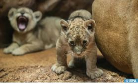 Naissance d’un Lionceau de l’Atlas au Jardin Zoologique de Rabat: espèce endémique et emblématique du patrimoine animal marocain.