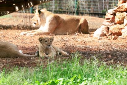 Azaghar, un nom berbère signifiant les plaines pour le nouveau lionceau de l’Atlas, qui s’intègre parfaitement dans son groupe de lions du zoo de rabat