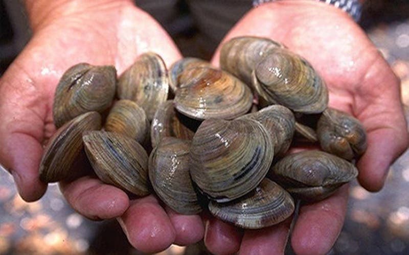 Agadir.. Interdiction de la collecte et de la commercialisation des coquillages dans la région d’Imi Ouaddar