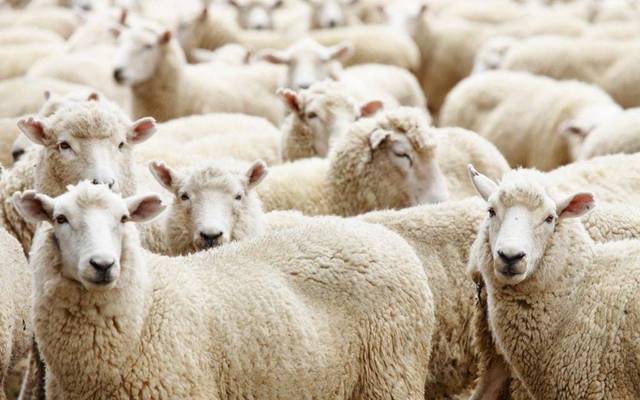 Après son interdiction.. Le Maroc recommence à importer des moutons de Roumanie