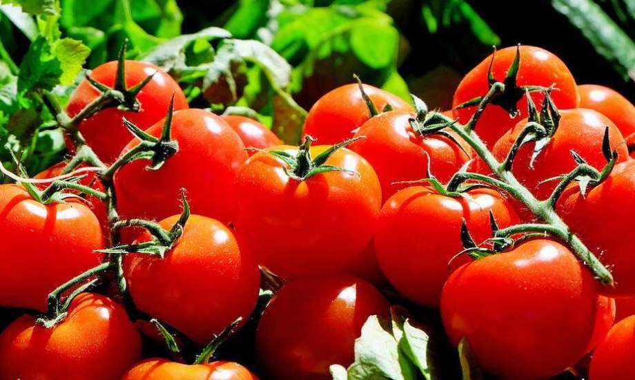 Avec des exportations record, les tomates marocaines continuent de conquérir les marchés internationaux