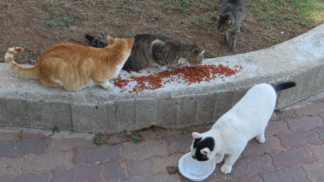 Berkane.. Le groupe a infligé une amende de 1 000 dirhams pour chaque chat à tous ceux qui nourrissaient des chats errants