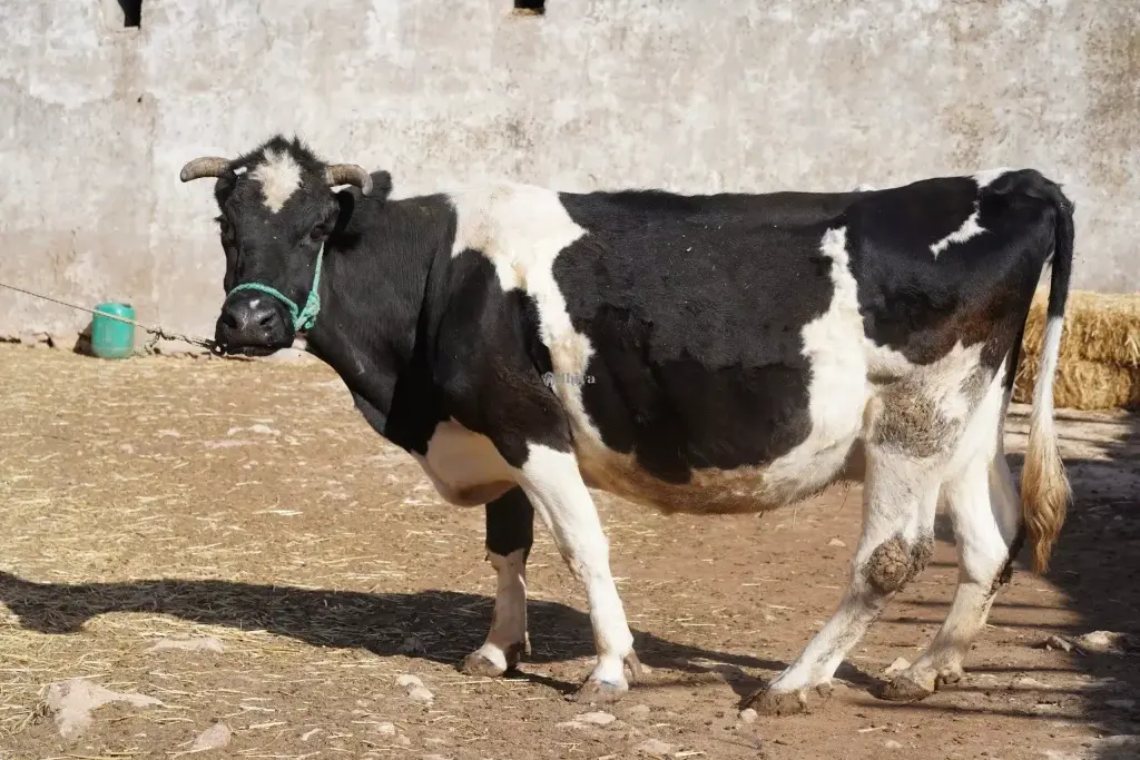 Choquant dans le nouveau… Une vache a mangé la récolte d’un agriculteur, alors il l’a agressée, battue et tuée.