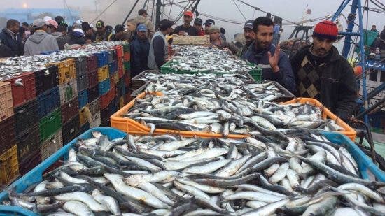 Déclin des stocks de poissons… Le Parlement tire la sonnette d’alarme