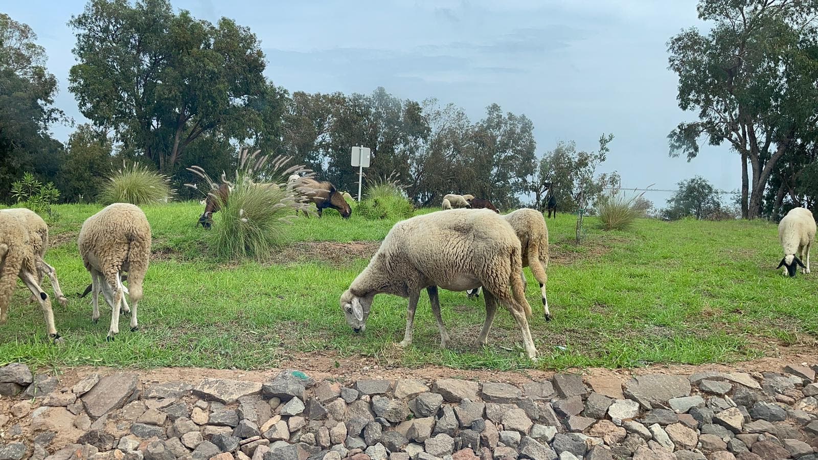 Des moutons dégradent les jardins du projet « Marchika » à Nador