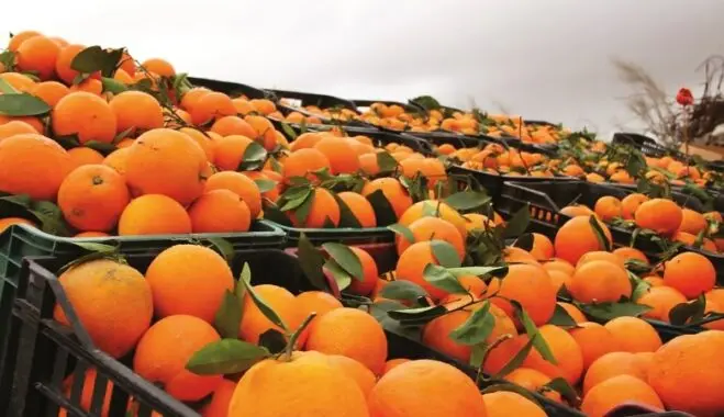 Le Maroc augmente ses exportations de fruits vers l’Espagne, avec en tête la pastèque et les oranges