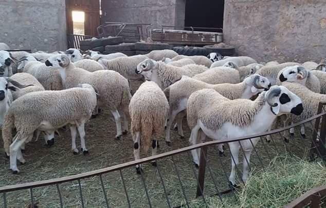 Les « Faraghshi » terrorisent la banlieue de Mohammedia, et la police saisit une voiture et des moutons volés