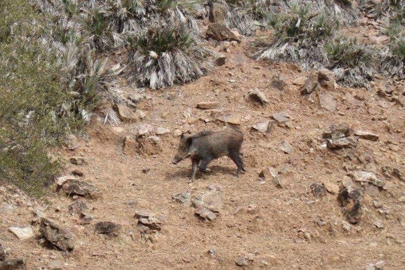 Les « cochons sauvages » inquiètent les habitants du volcan et exigent une intervention