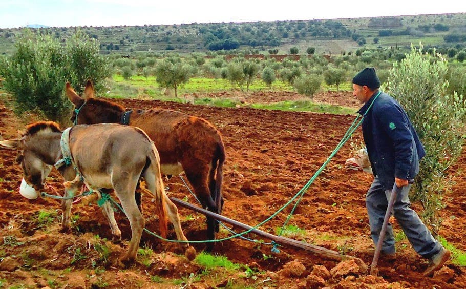 Les pluies d’octobre redonnent espoir aux agriculteurs après des années de sécheresse