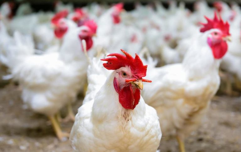 Lors d'une réunion avec le ministre de l'Agriculture, les professionnels de la volaille confirment la baisse des prix